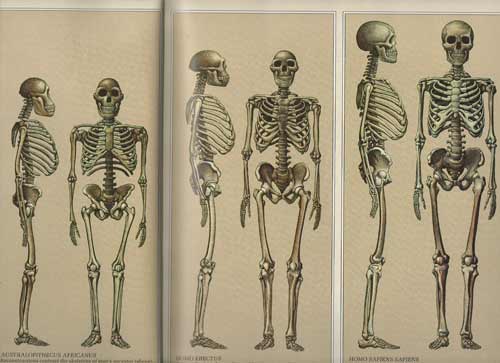 human height evolution