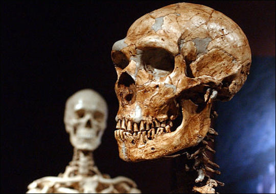 neanderthals zoom