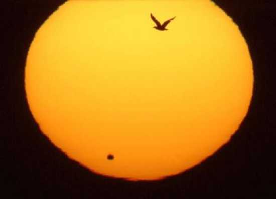 bird flies during transit of venus